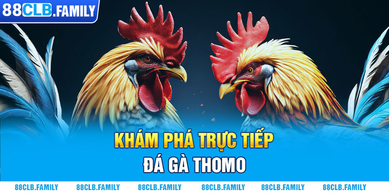 Khám phá trực tiếp đá gà Thomo